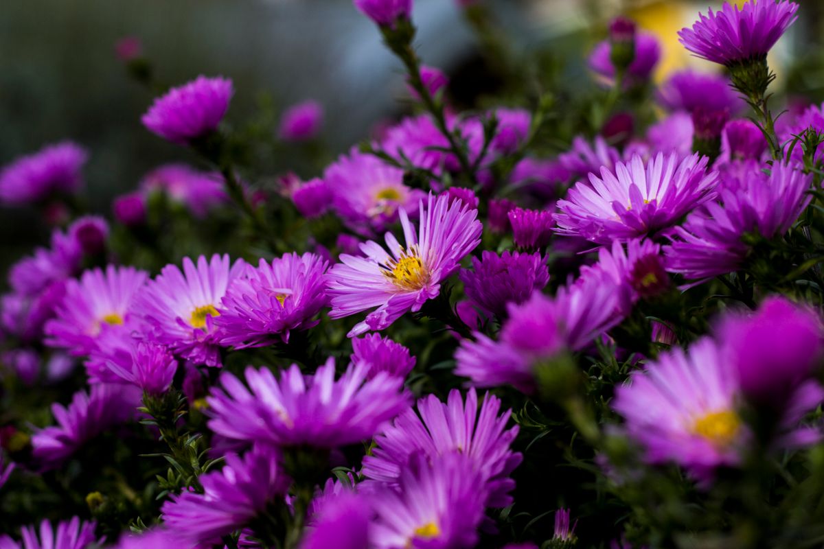 Selecting a Commercial Landscape Maintenance Company?
